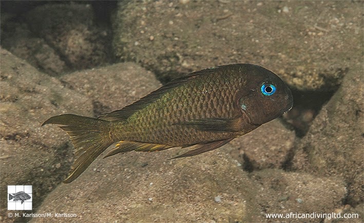 Tropheus sp. 'crescentic' Cape Kabogo